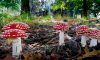 Amanita Muscaria: A Guide to Unusual Mushrooms