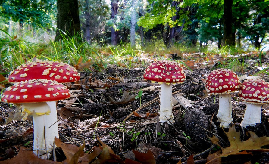 Amanita Muscaria: A Guide to Unusual Mushrooms