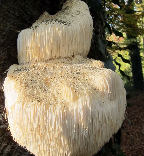 Hericium Erinaceum Mushroom has many Benefits