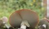 Historical and Cultural Significance of Amanita Muscaria