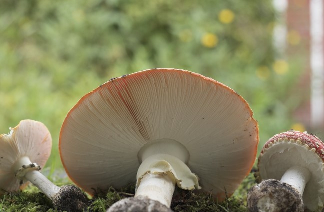 Historical and Cultural Significance of Amanita Muscaria