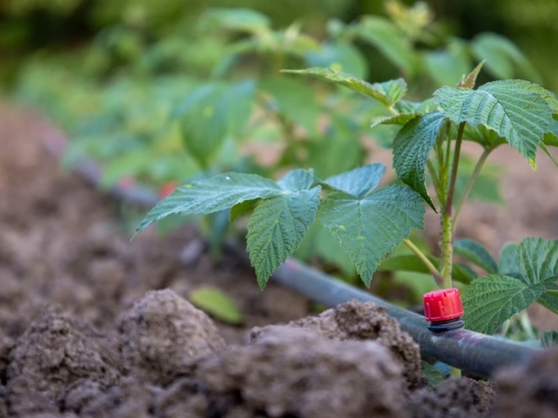 Emitter drip irrigation tubes along the tube’s length of rows of plants. 