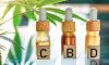 CBD Oil Basics You Should Know