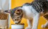 Common Types of Cat Food 