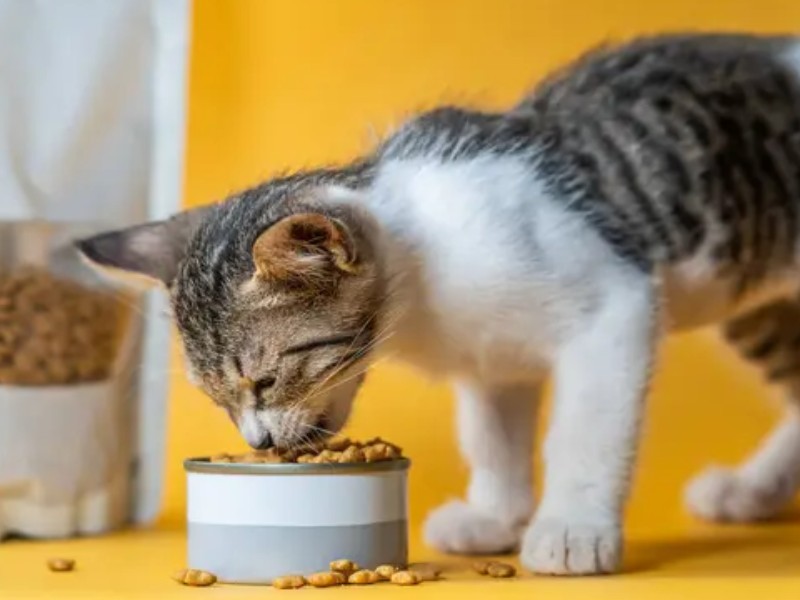 Common Types of Cat Food 